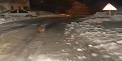 Sincik’te Kurt Köy Merkezine İndi