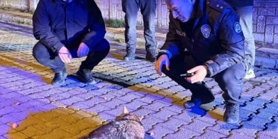 Samsun’da Şehre İnen Çakala Polis Ekiplerinden Şefkat Eli