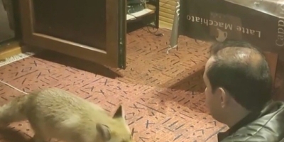 Erzincan’da İlginç Dostluk: Tilkiyi Evinde Eliyle Besliyor