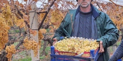 Sarıgöl’de Üzüm Hasadında Sona Gelindi