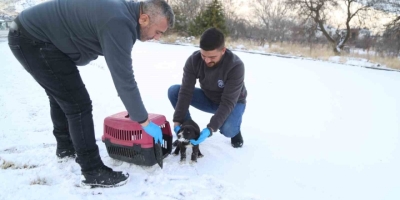Sevimli Dost Ambulansı, Binlerce Sokak Hayvanının Yardımına Koştu