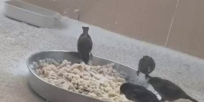 Adıyamanlılar Sokak Hayvanlarını Unutmadı