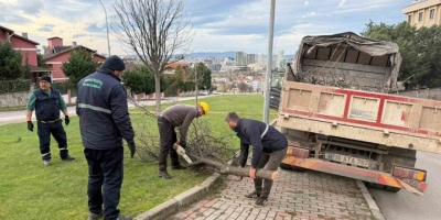 Şiddetli Lodosun Devirdiği Ağaçlara Anında Müdahale
