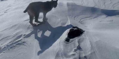 Karlıova’da Nesli Tükenme Tehlikesi Altındaki Vaşak Görüntülendi