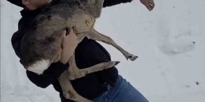 Düzce’de Yaralı Halde Bulunan Yavru Karaca Koruma Altına Alındı