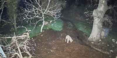 Menteşe’de Kurdun Saldırdığı 3 Koyun Telef Oldu