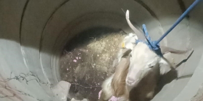 Su Kuyusunda Mahsur Kalan Keçiyi İtfaiye Kurtardı