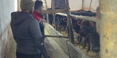 Aydıntepe’de Hayvancılığa Destek Kapsamında Düve Teslimatları Sürüyor