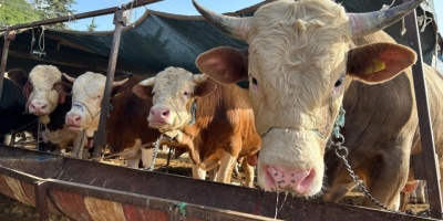 Besilik Hayvan İthalatı Başvuruları 12 Ocak’ta Başlıyor