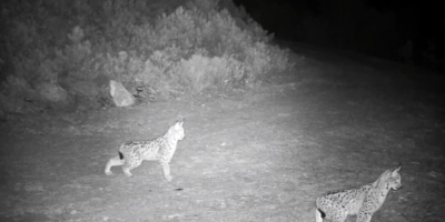 "ormanın Hayaleti" Vaşak Görüntülendi