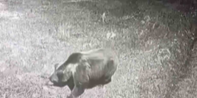 Kış Uykusuna Yatmayan Ayıya Böyle Seslendi: "kocaoğlan Git Yerinde Yat, Uyu"