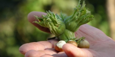 Düzce’de Fındık İhraç Rakamları Geçen Yılın Gerisinde Kaldı