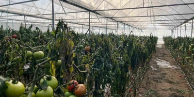 Simav’daki Seralarda Zirai Don Zarar Tespit Çalışması Yapıldı