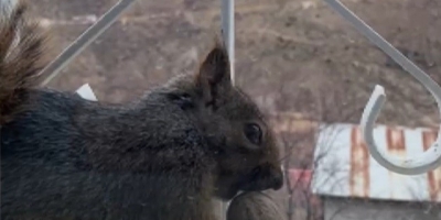 Aç Kalan Sincaplar Pencerelere Misafir Oluyor