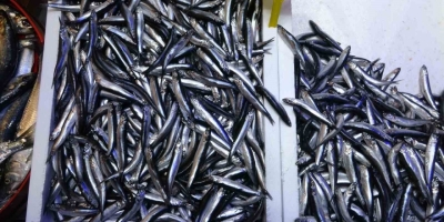 Türkiye’nin Hamsi İhracatında Avrupa Ülkeleri İlk Sırada