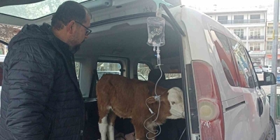 Dumandan Zehirlenen 6 Günlük Buzağıya Bagajda Acil Müdahale