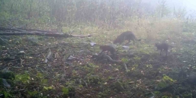 Uludağ’da Sisler Arasında Anne Yaban Kedisi Ve Yavruları Görüntülendi