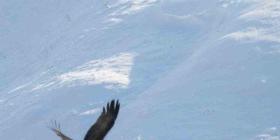 Göç Etmeyi Unutan Kara Leylekler Elazığ’da Görüldü