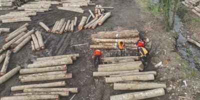 Düzce’den 23 Bin 391,39 Ton Orman Ürünü İhraç Edildi