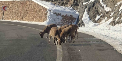 Sarp Kayaların Efendileri Dağ Keçileri Vauk Dağı Eteklerinde Otlanırken Görüldü