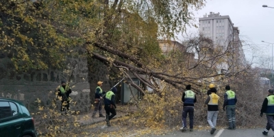 Samsun’da Şiddetli Rüzgar Ağacı Devirdi