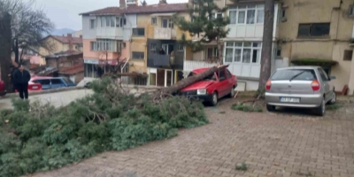 Gediz’de Şiddetli Rüzgar Ağaçları Devirdi, Binalarda Hasara Sebep Oldu
