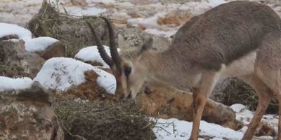 'Gazella Gazella' Dağ Ceylanlarının Kar Keyfi