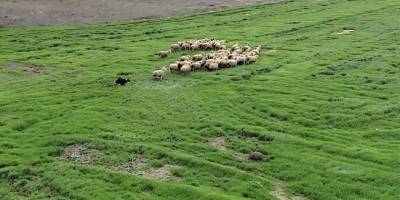 ‘Kangal ve Akbaş’tan Sonra Çobanlara Yeni Bir Yardımcı Geliyor