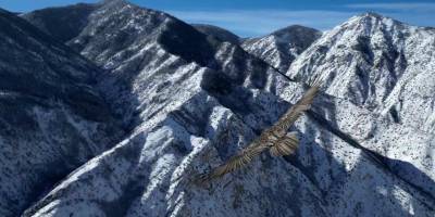 Erzurum'da Nadir Görülen Sakallı Akbaba.. Havadaki Büyüleyici Görüntüler!