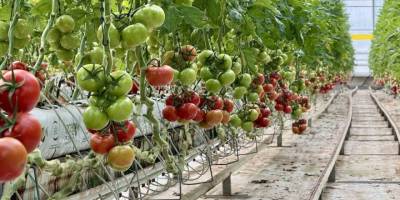Jeotermal Seralar Ekonomiyi Isıtıyor.. Yıllık Üretim 1.200 Ton Domates!