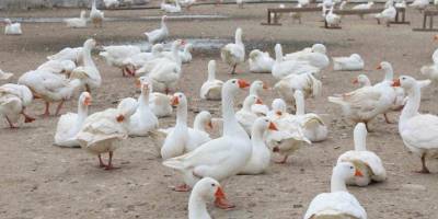 Ordu'da Kaz Yetiştiriciliği Yükselişte.. Alım Garantisi Üreticiye Güven Verdi!