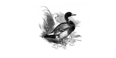 Kars’ta Yaban Hayatı Şehre İndi: Yeşilbaş Ördeklerin Yemek Mesaisi Kamerada