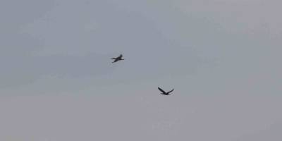 Ağrı Dağı Milli Parkı 200’ü Aşkın Kuş Türüne Ev Sahipliği Yapıyor