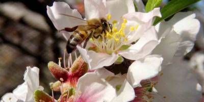 İlk Cemre Havaya Düştü.. Kışa Veda, Bahara Merhaba!