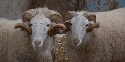 Türkiye’de Yün Krizi: Üretim Var, Pazar Yok