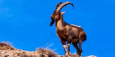 Oltu’da Yaralı Dağ Keçisi Koruma Altına Alındı.. Kaçak Avcılara Tepki!