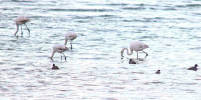 Flamingolar Van Gölü Havzası’na Geri Döndü