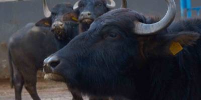 Melez Manda'da Verim Devrimi.. Yeni Irkla Süt Üretimi İki Katına Çıktı!