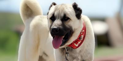 Sivas’ta Şiddetli Yağışlar.. Kangal Çiftliği Sular Altında Kaldı!