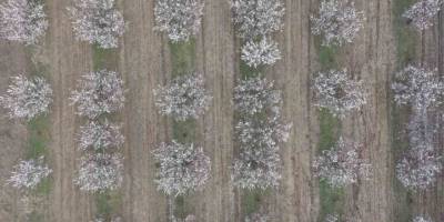 Iğdır Ovası Beyaza Büründü.. Kayısı Çiçekleri Görsel Şölen Sunuyor!