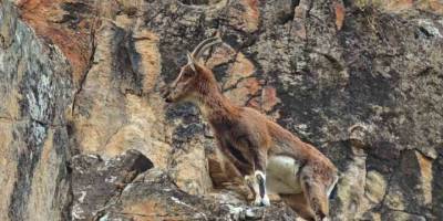 Dağ Keçileri Yol Kenarına İndi.. Sürü Halinde Görüntülendi!