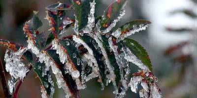 Kars’ta Zirai Don Alarmı.. Üreticiler İçin 8-9 Nisan Gecesi Kritik Tarih!