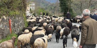 Hopa’dan Yaylalara Uzanan Yolculuk.. 500 Koyunla Başlayan Zorlu Göç!