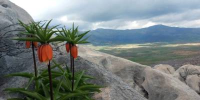 Bu Çiçekleri Koparmanın Cezası 700 Bin Lirayı Buluyor