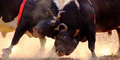 31’inci Kez Boğalar Arenada.. Artvin Yusufeli’nde Nefes Kesen Mücadele!