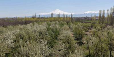 Iğdır’da Çiftçiler Meyve Ağaçlarını Dumanlama Yöntemi İle Soğuktan Korudu