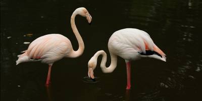 Su Altında Kalan Arazilerde Flamingolar Görsel Şölen Oluşturdu