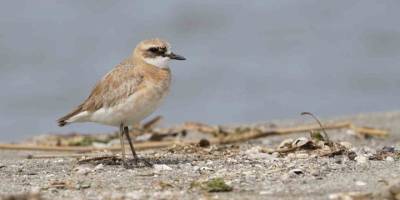 Çanakkale İçin Yeni Kuş Türü: Büyük Cılıbıt