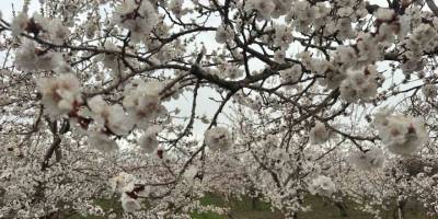 Kağızman’da Kayısı Ağaçları Çiçek Açtı.. Üreticide Rekolte Umudu Arttı!