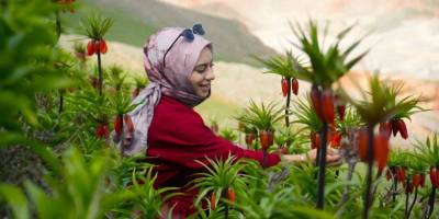 Muş'un Karaağaçlı Beldesinde, Ters Laleler Açtı